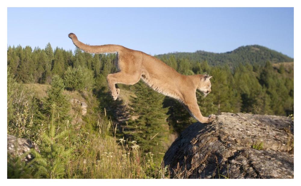 Mountain Lion jumping, Montana. Sequence 2 of 2-Paper Art-42"x26"