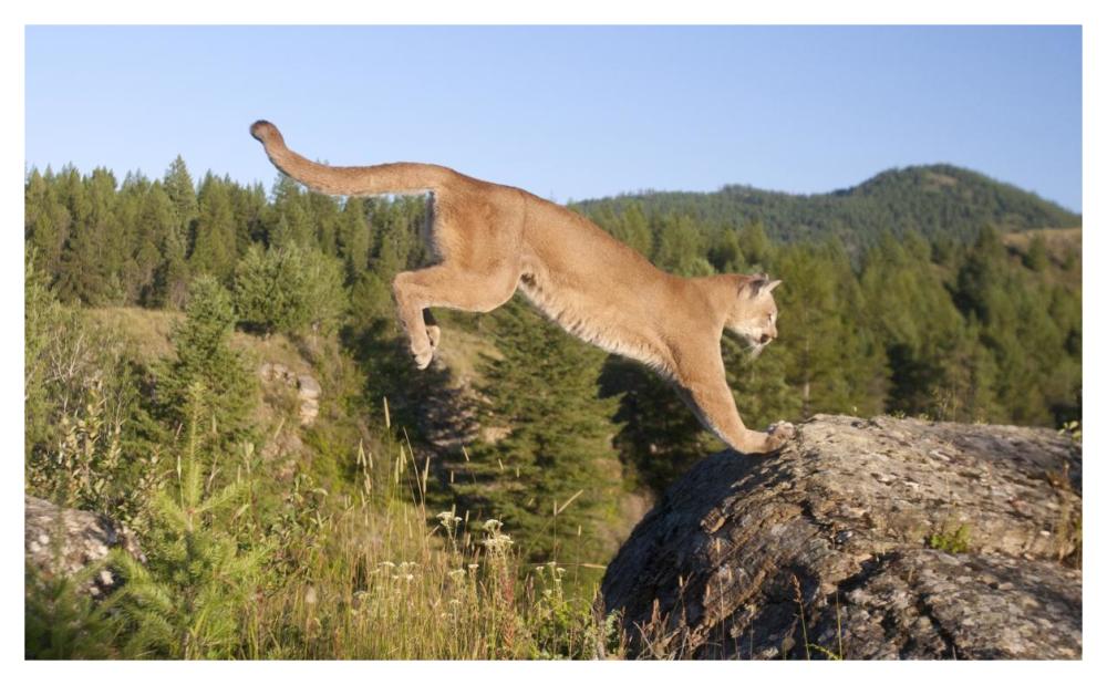Mountain Lion jumping, Montana. Sequence 2 of 2-Paper Art-46"x28.4"