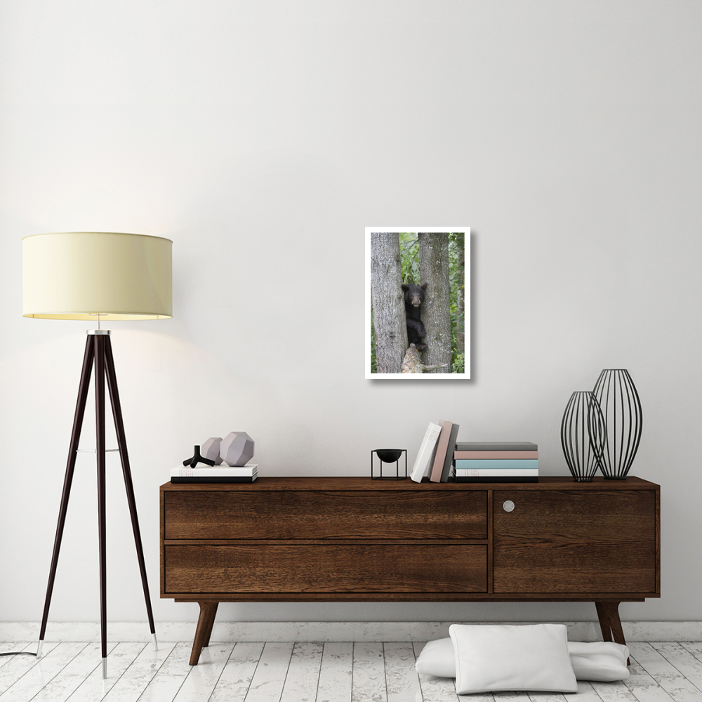 Black Bear juvenile male in tree, Orr, Minnesota-Paper Art-18&quotx26"