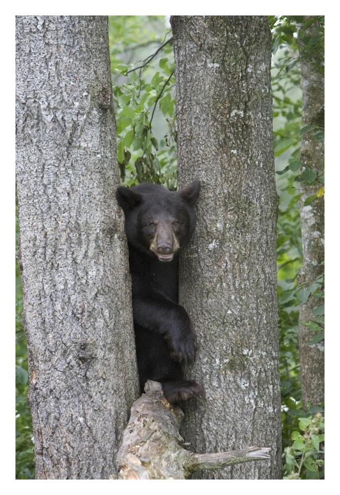 Black Bear juvenile male in tree, Orr, Minnesota-Paper Art-22"x32"