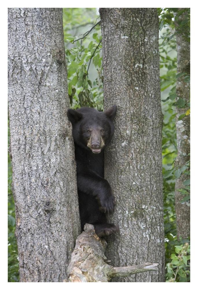 Black Bear juvenile male in tree, Orr, Minnesota-Paper Art-26"x38"
