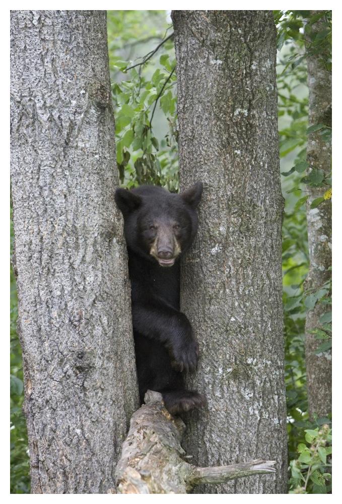 Black Bear juvenile male in tree, Orr, Minnesota-Paper Art-34"x50"