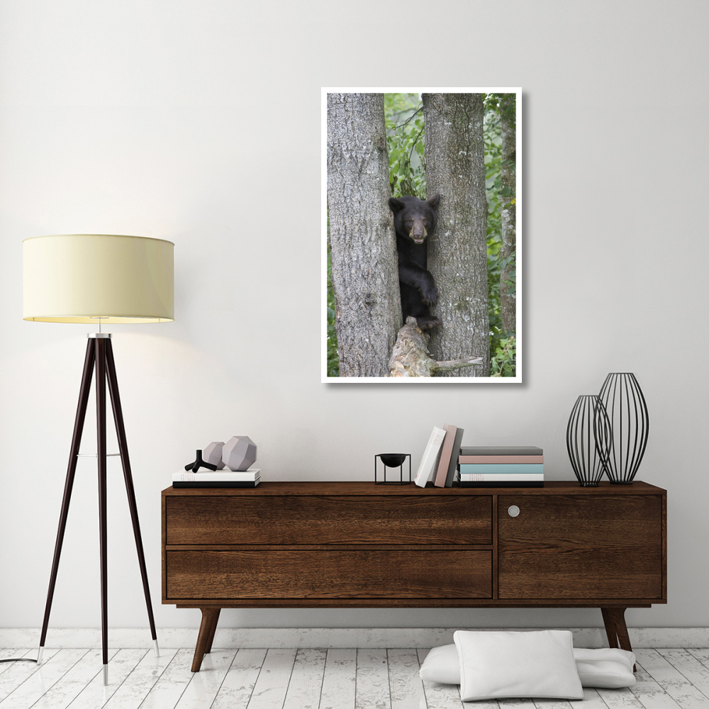 Black Bear juvenile male in tree, Orr, Minnesota-Paper Art-34&quotx50"
