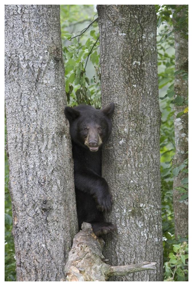 Black Bear juvenile male in tree, Orr, Minnesota-Paper Art-42"x62"