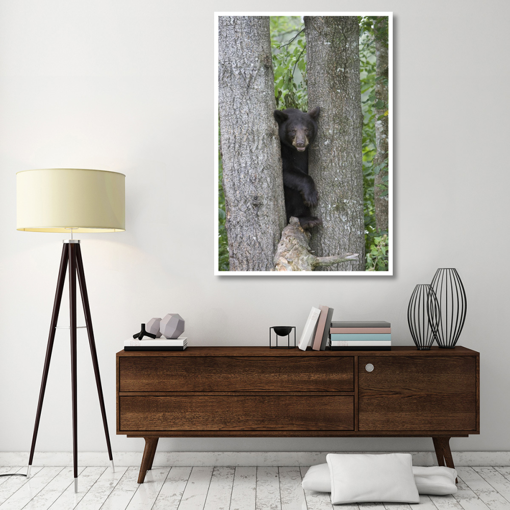 Black Bear juvenile male in tree, Orr, Minnesota-Paper Art-42&quotx62"