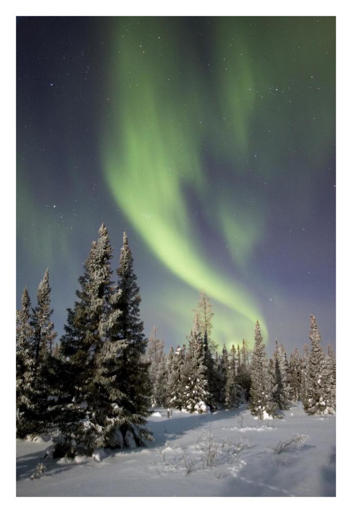 Northern lights over boreal forest, North America-Paper Art-22"x32"