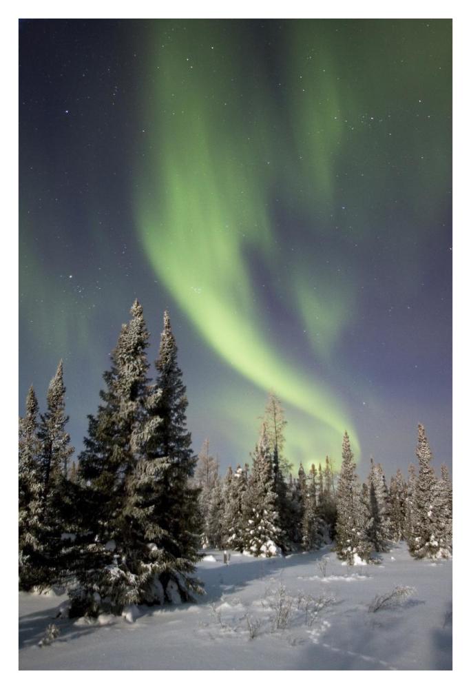 Northern lights over boreal forest, North America-Paper Art-26"x38"