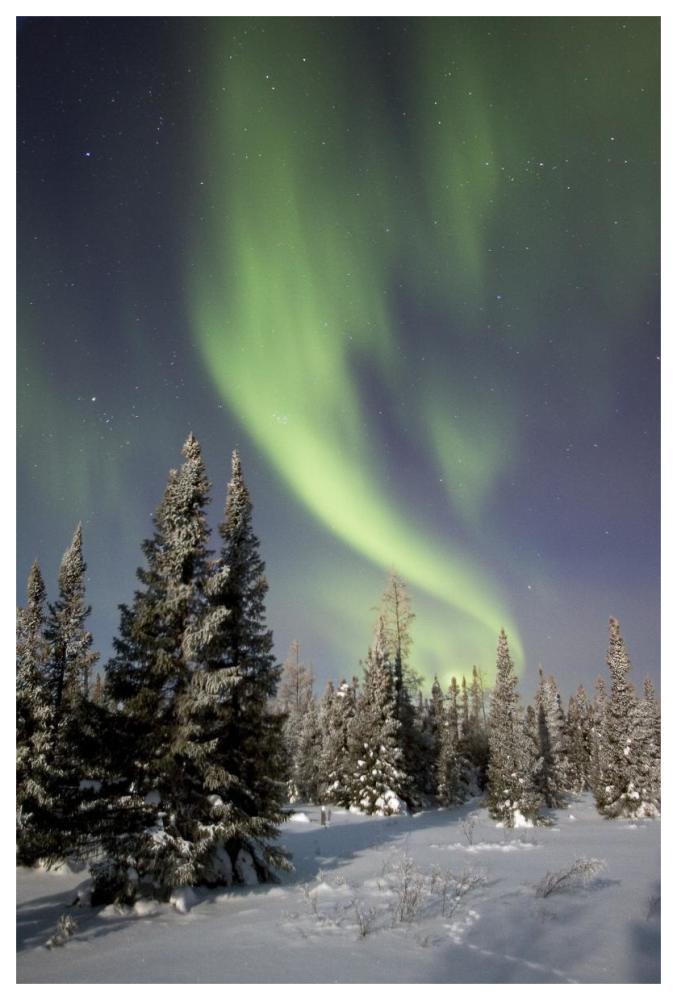 Northern lights over boreal forest, North America-Paper Art-42"x62"