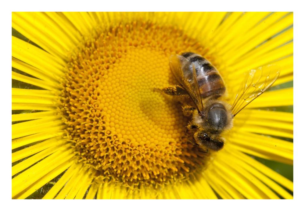 Bee on Alpine Sunflower, British Columbia, Canada-Paper Art-26"x18"