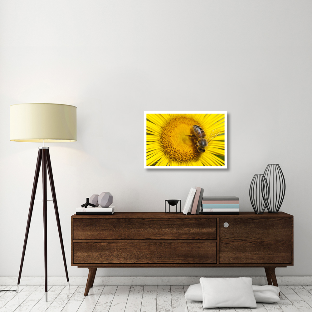 Bee on Alpine Sunflower, British Columbia, Canada-Paper Art-32&quotx22"