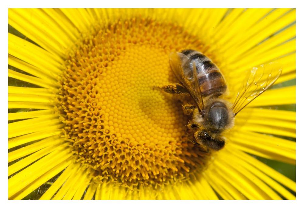 Bee on Alpine Sunflower, British Columbia, Canada-Paper Art-38"x26"