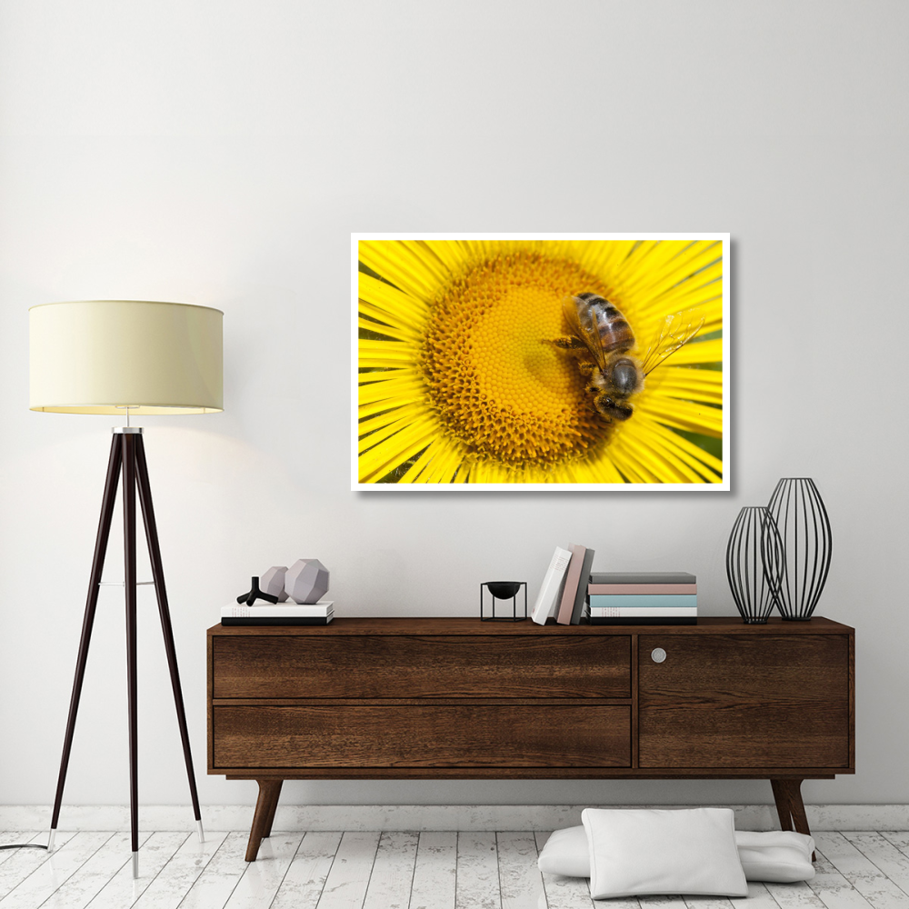 Bee on Alpine Sunflower, British Columbia, Canada-Paper Art-50&quotx34"