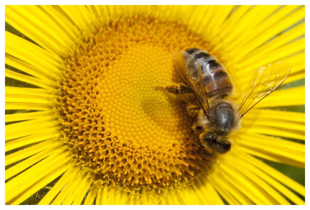 Bee on Alpine Sunflower, British Columbia, Canada-Paper Art-62"x42"