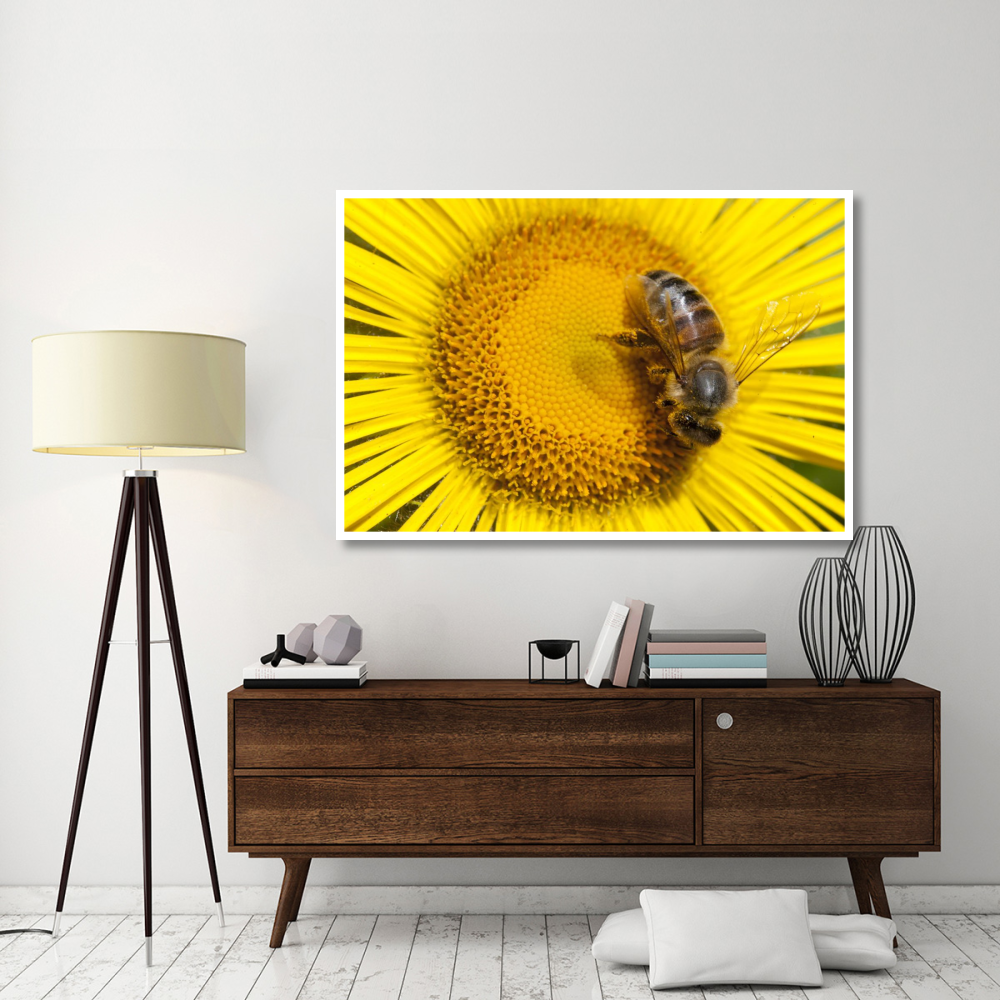 Bee on Alpine Sunflower, British Columbia, Canada-Paper Art-62&quotx42"
