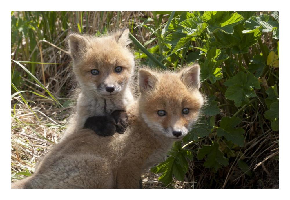 Red Fox kits playing, Katmai National Park, Alaska-Paper Art-26"x18"