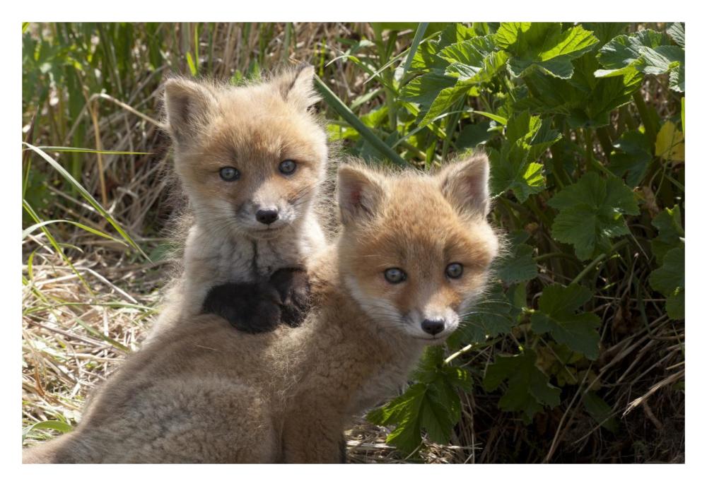 Red Fox kits playing, Katmai National Park, Alaska-Paper Art-32"x22"