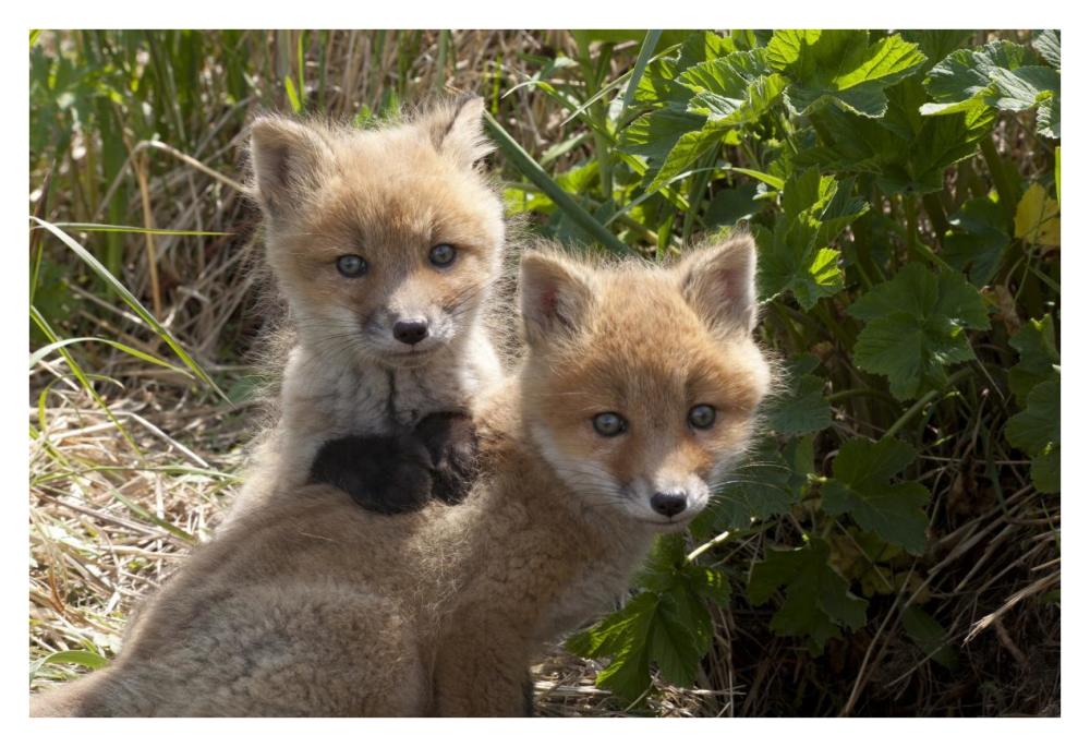 Red Fox kits playing, Katmai National Park, Alaska-Paper Art-38"x26"