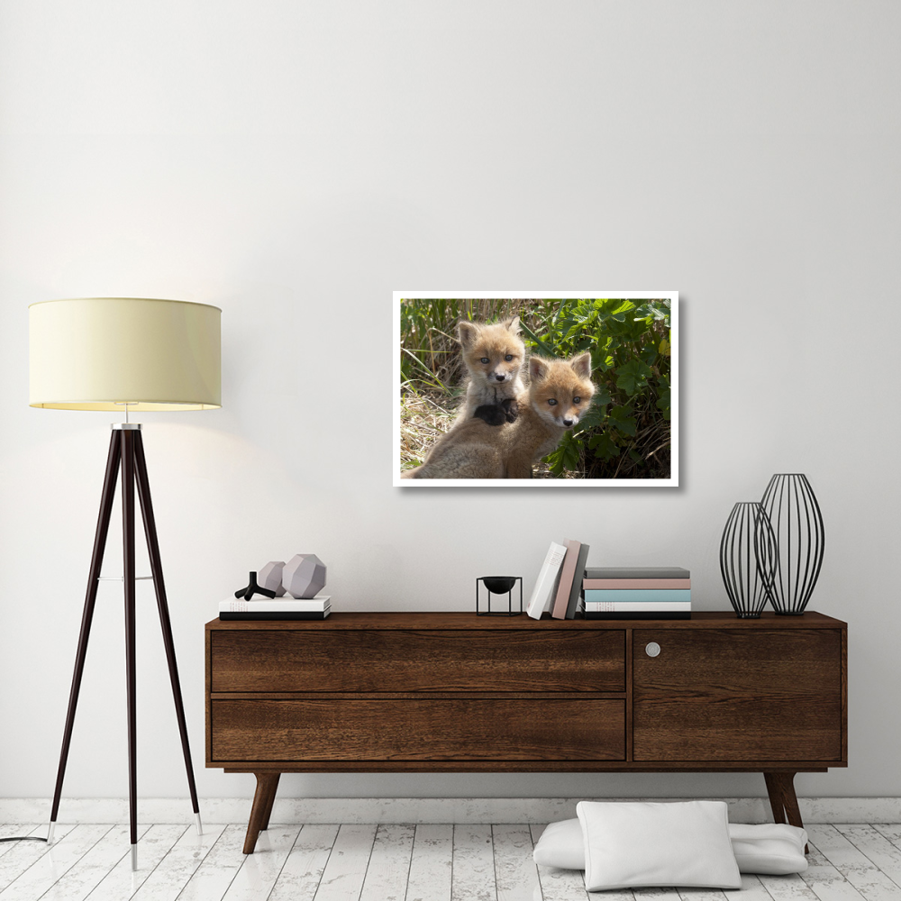 Red Fox kits playing, Katmai National Park, Alaska-Paper Art-38&quotx26"