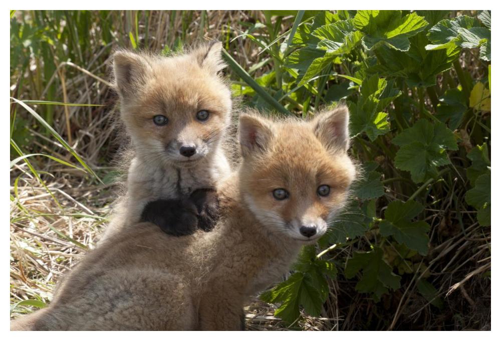 Red Fox kits playing, Katmai National Park, Alaska-Paper Art-50"x34"