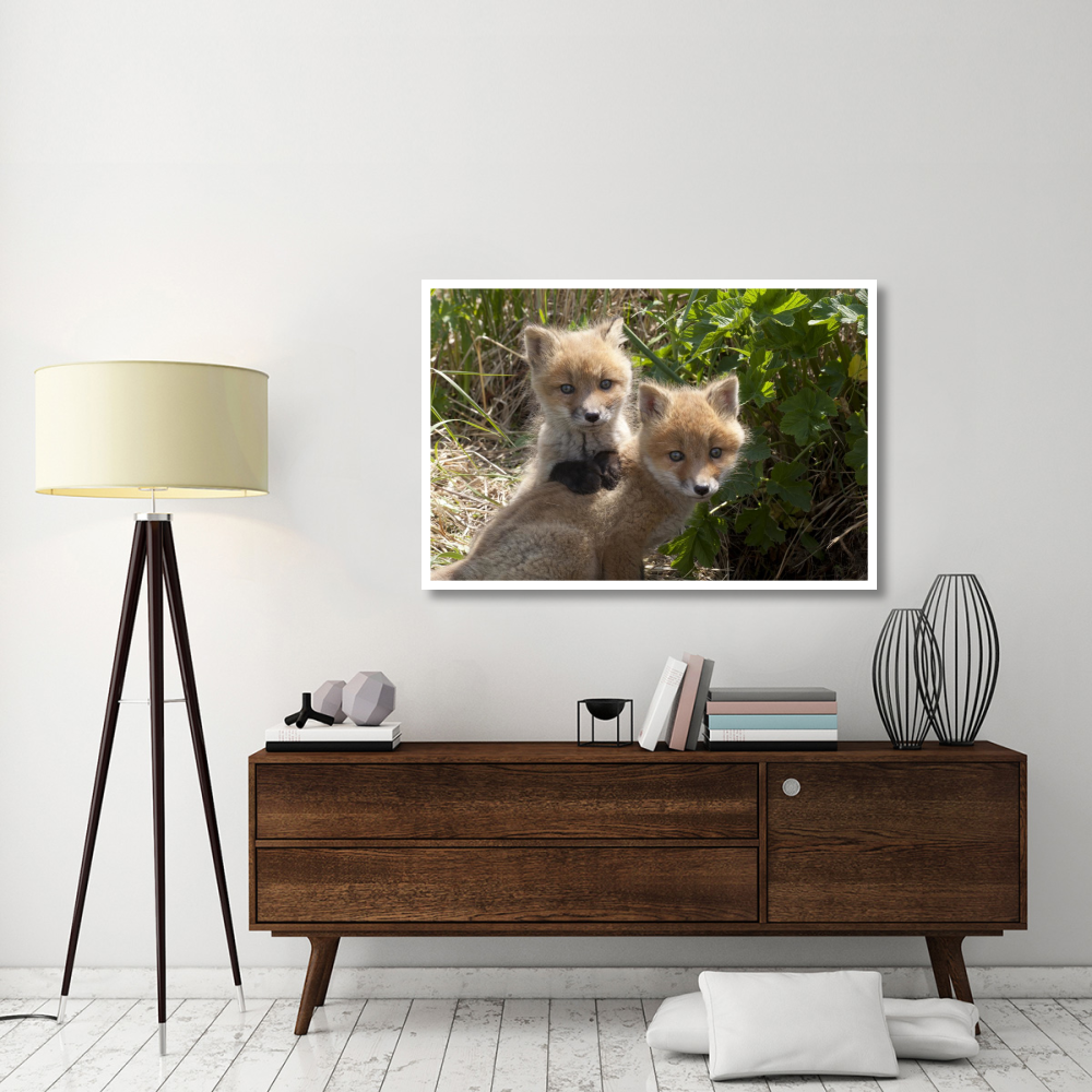 Red Fox kits playing, Katmai National Park, Alaska-Paper Art-50&quotx34"