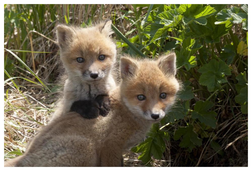 Red Fox kits playing, Katmai National Park, Alaska-Paper Art-62"x42"
