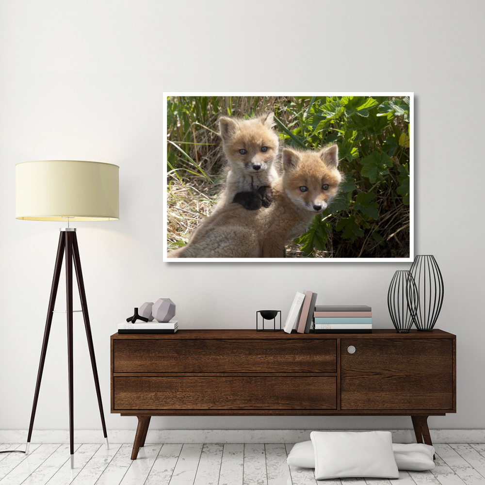 Red Fox kits playing, Katmai National Park, Alaska-Paper Art-62&quotx42"