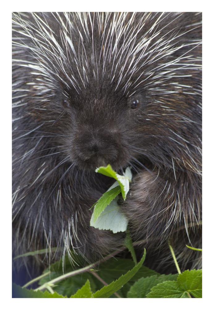 Common Porcupine feeding on leaves, Haines, Alaska-Paper Art-18"x26"