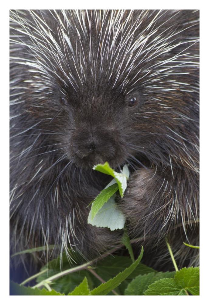 Common Porcupine feeding on leaves, Haines, Alaska-Paper Art-22"x32"