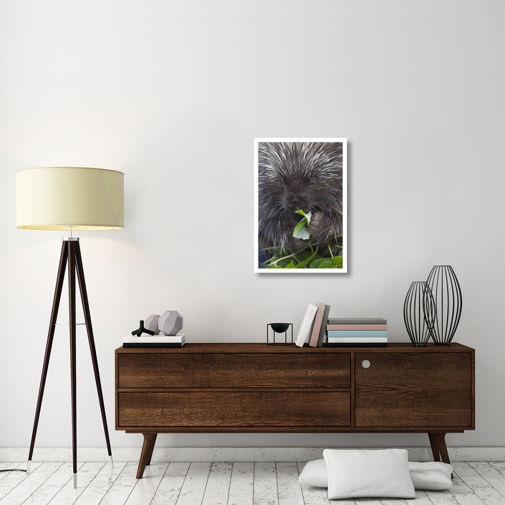 Common Porcupine feeding on leaves, Haines, Alaska-Paper Art-22&quotx32"