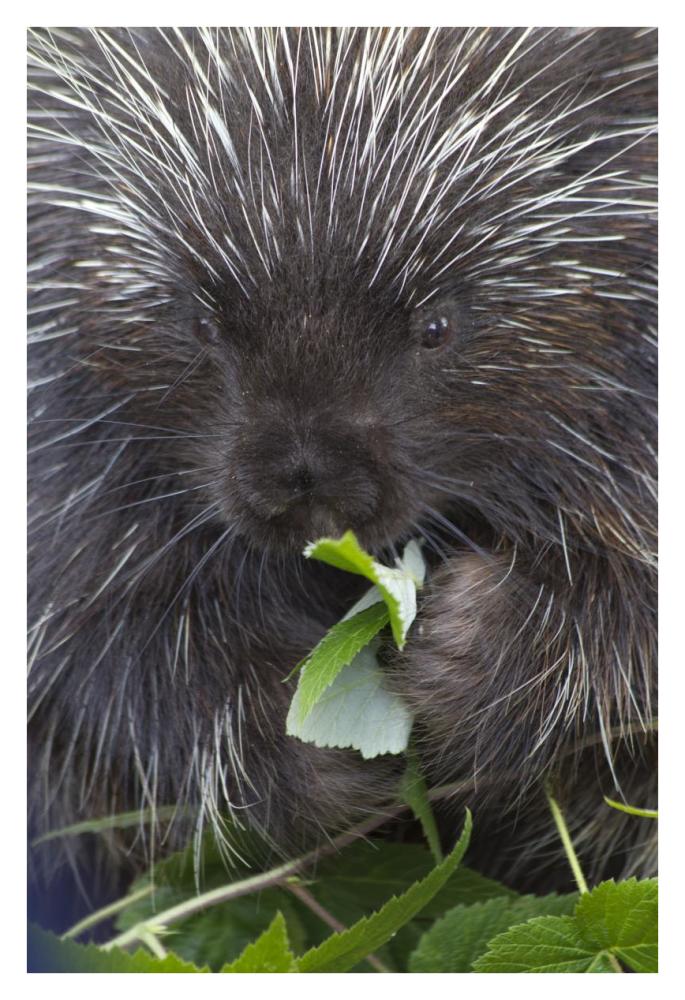 Common Porcupine feeding on leaves, Haines, Alaska-Paper Art-26"x38"