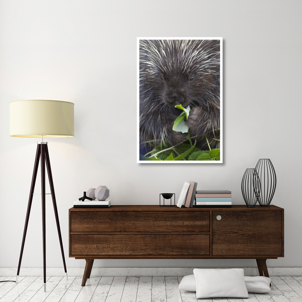 Common Porcupine feeding on leaves, Haines, Alaska-Paper Art-34&quotx50"