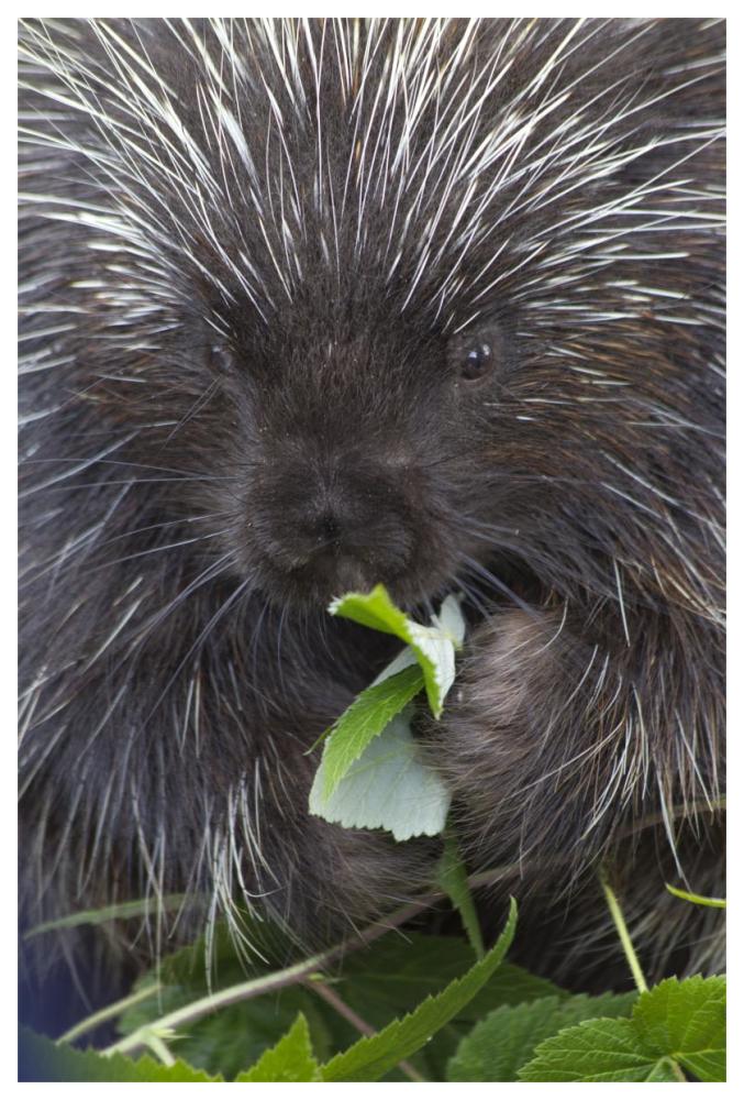 Common Porcupine feeding on leaves, Haines, Alaska-Paper Art-42"x62"