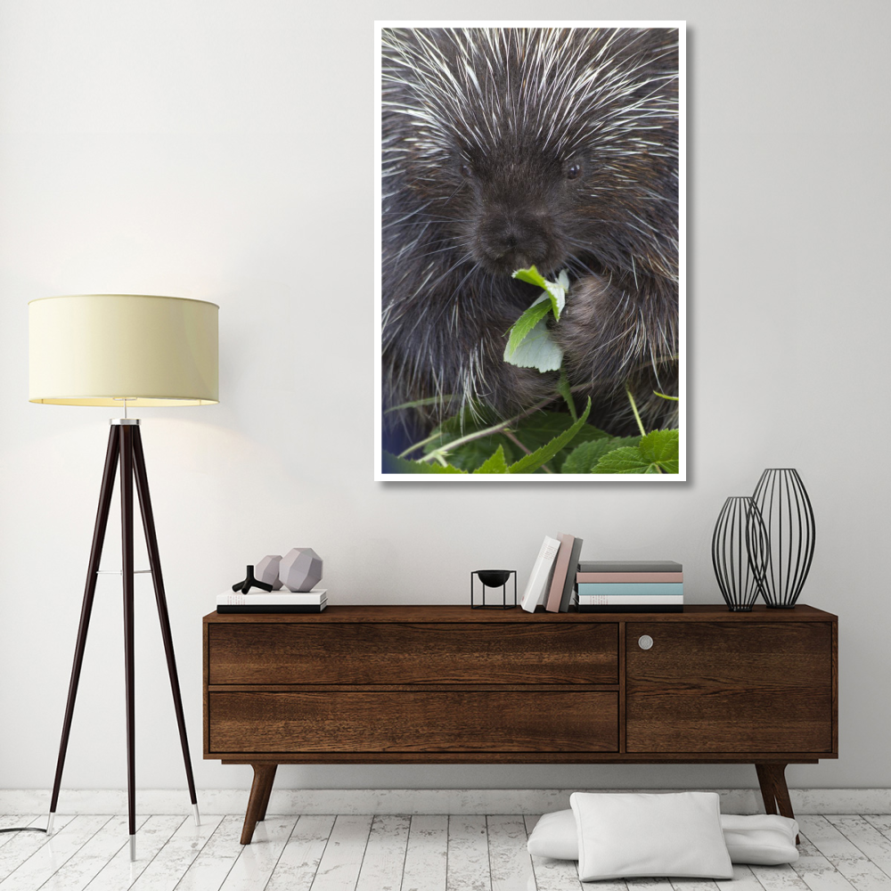 Common Porcupine feeding on leaves, Haines, Alaska-Paper Art-42&quotx62"