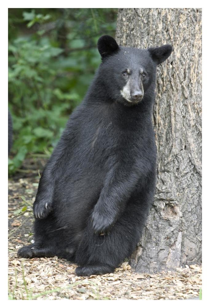 Black Bear cub leaning against tree, Orr, Minnesota-Paper Art-14"x20"