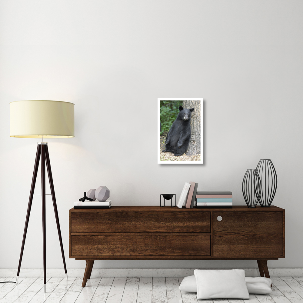 Black Bear cub leaning against tree, Orr, Minnesota-Paper Art-18&quotx26"