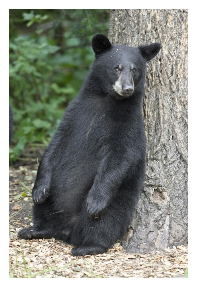 Black Bear cub leaning against tree, Orr, Minnesota-Paper Art-22"x32"