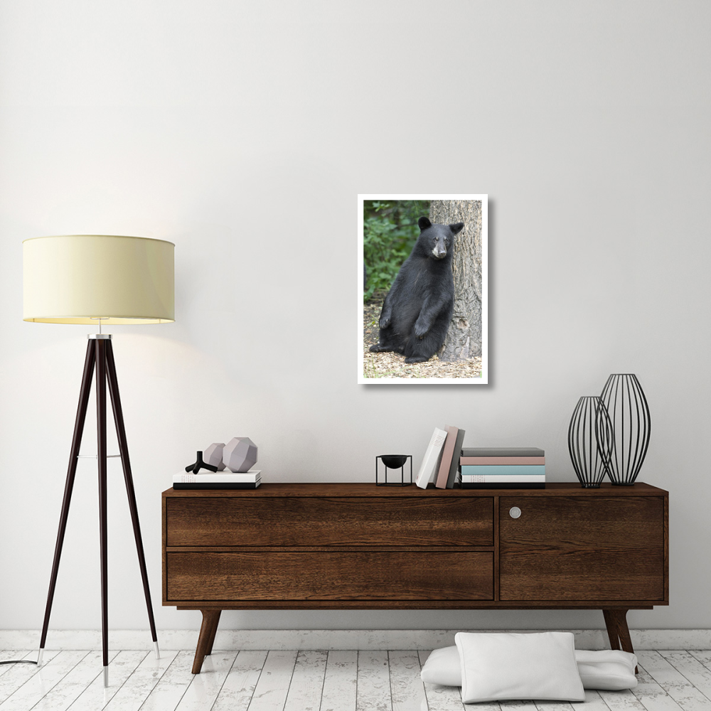 Black Bear cub leaning against tree, Orr, Minnesota-Paper Art-22&quotx32"