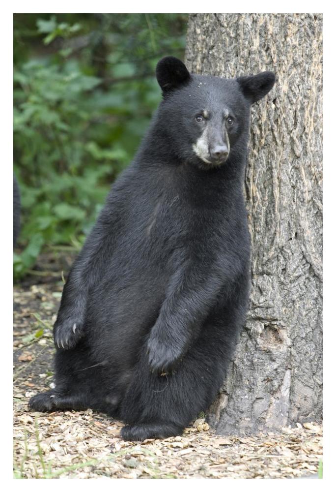 Black Bear cub leaning against tree, Orr, Minnesota-Paper Art-26"x38"