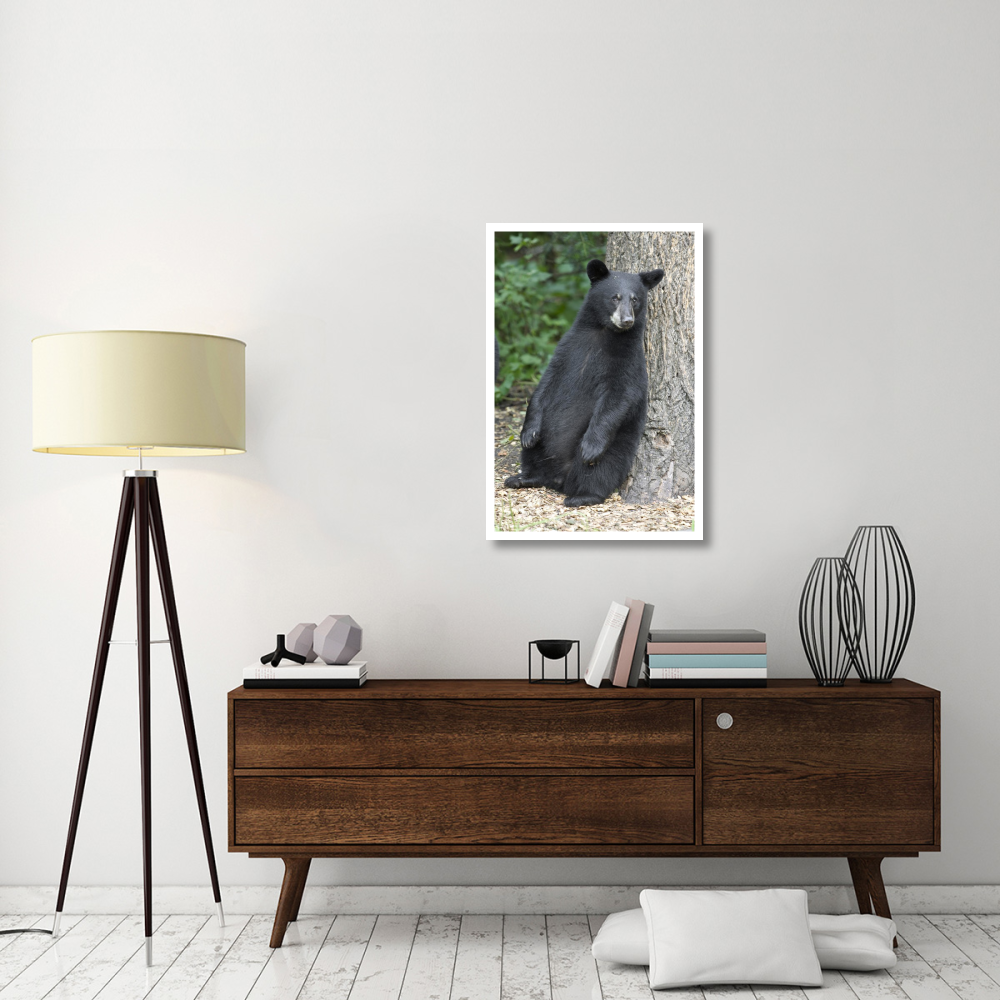 Black Bear cub leaning against tree, Orr, Minnesota-Paper Art-26&quotx38"