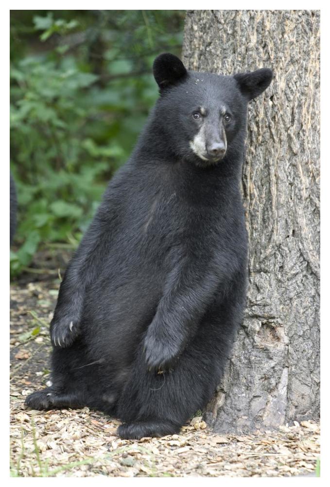 Black Bear cub leaning against tree, Orr, Minnesota-Paper Art-34"x50"