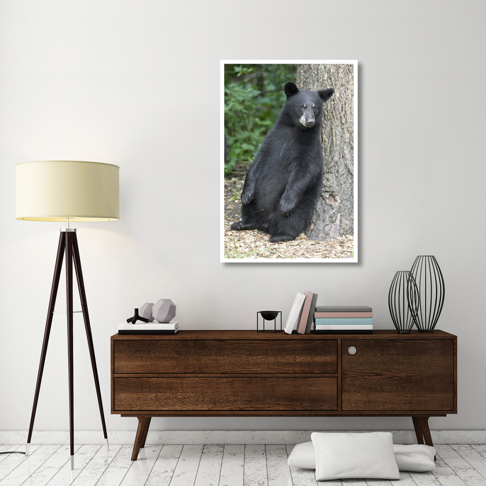 Black Bear cub leaning against tree, Orr, Minnesota-Paper Art-34&quotx50"