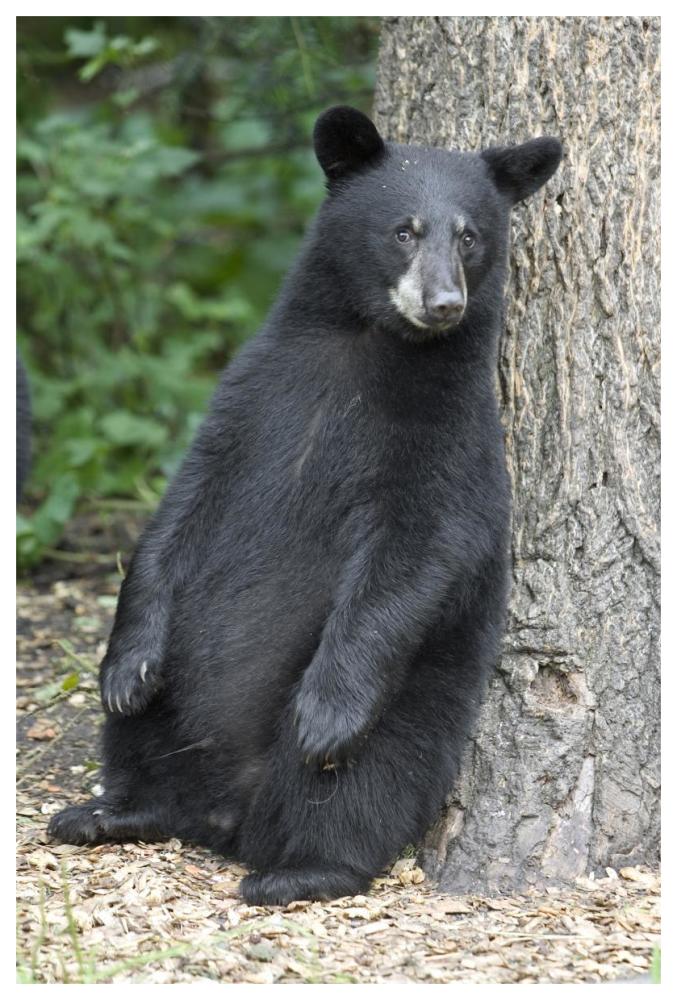 Black Bear cub leaning against tree, Orr, Minnesota-Paper Art-42"x62"