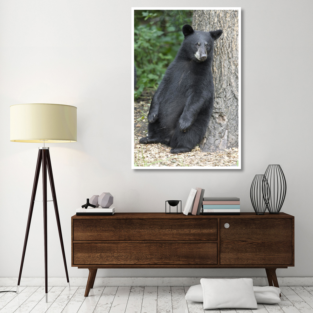 Black Bear cub leaning against tree, Orr, Minnesota-Paper Art-42&quotx62"