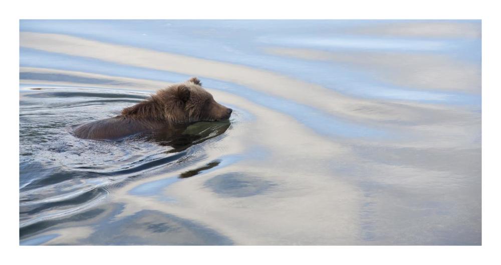Grizzly Bear swimming, Katmai National Park, Alaska-Paper Art-26"x14"