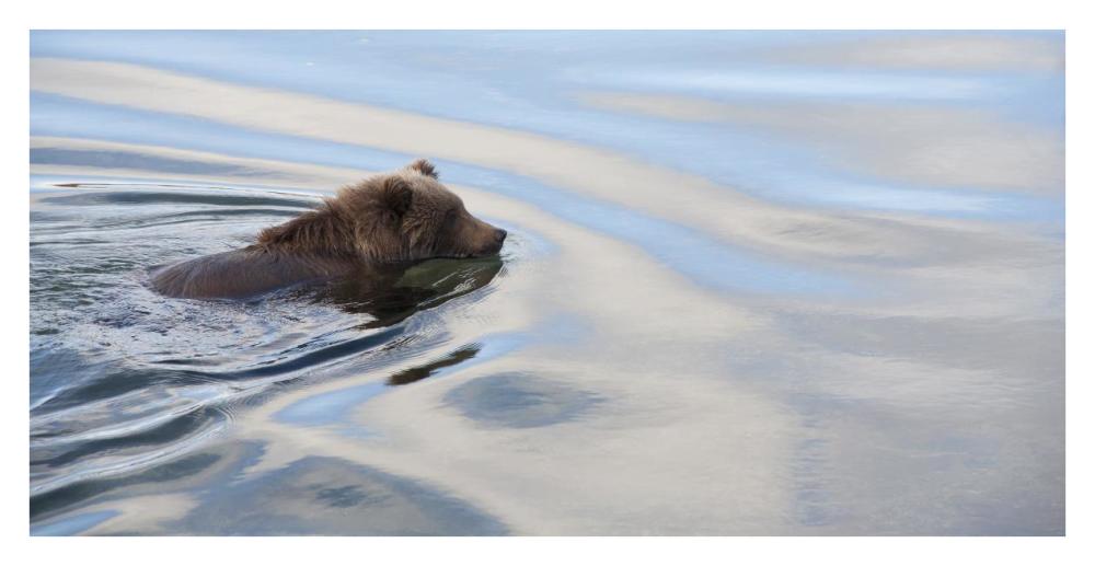 Grizzly Bear swimming, Katmai National Park, Alaska-Paper Art-38"x20"