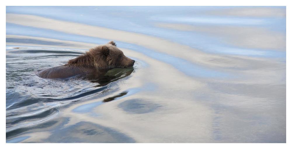 Grizzly Bear swimming, Katmai National Park, Alaska-Paper Art-50"x26"