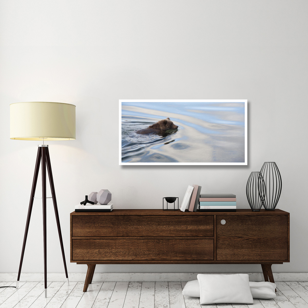 Grizzly Bear swimming, Katmai National Park, Alaska-Paper Art-50&quotx26"