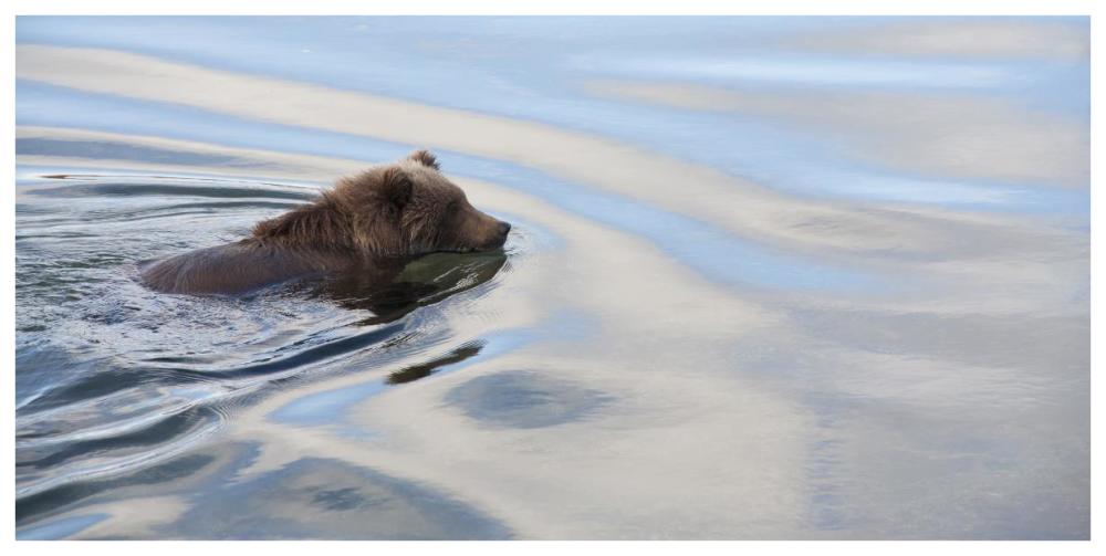 Grizzly Bear swimming, Katmai National Park, Alaska-Paper Art-74"x38"