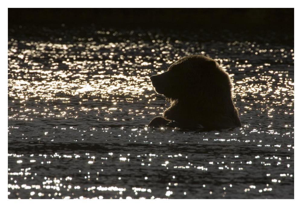 Grizzly Bear in water, Katmai National Park, Alaska-Paper Art-20"x14"