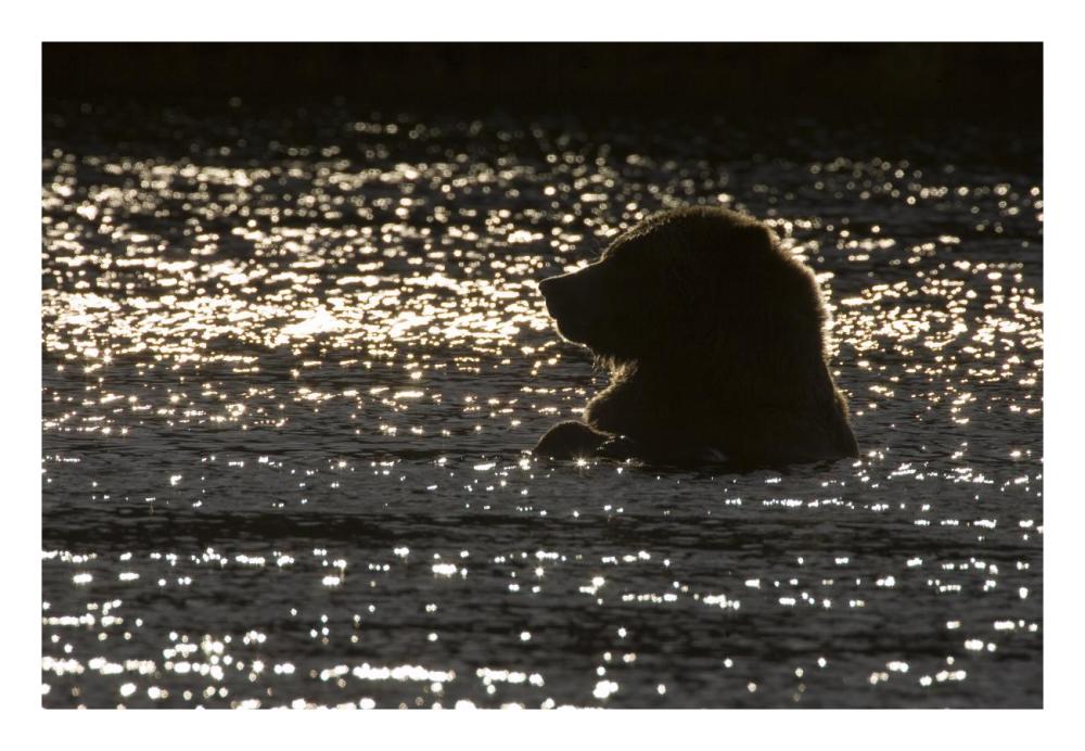 Grizzly Bear in water, Katmai National Park, Alaska-Paper Art-26"x18"